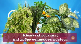 Рослини які мають бути в кожному домі. Вони добре очищають повітря