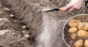 Добриво, яке вносять під час посадки картоплі, щоб мати гарний врожай