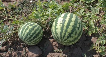 5 головних правил вирощування кавунів, щоб були великі та солодкі