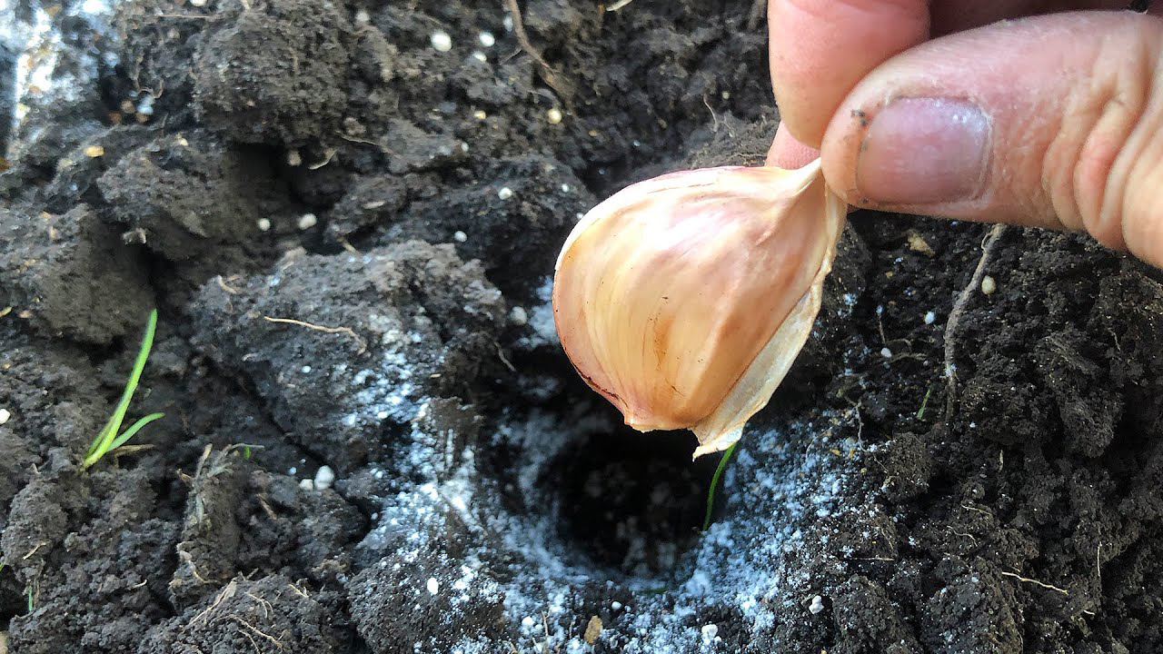 Можно сажать чеснок весной в открытый грунт