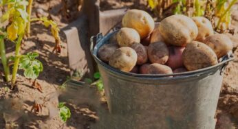 Поспішите — сусідів насмішите: коли краще копати картоплю, та на що звернути увагу