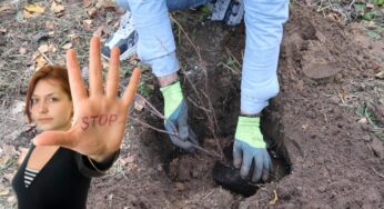 Дерева які не можна садити восени, бо точно не переживуть зиму