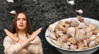 6 заборонених місць, де не варто садити озимий часник, бо врожаю точно не буде