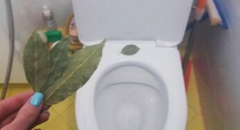 Чуму потрібно кидати лавровий лист в унітаз, та яка від цього користь