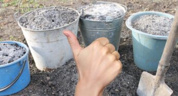 Як правильно вносити попіл восени на городі, щоб було максимум користі від нього