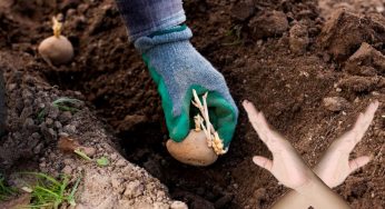 Після картоплі — у жодному разі: які культури не можна садити на грядці