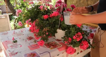1 продукт з кухонної шафи, і герані знову пишно квітнуть